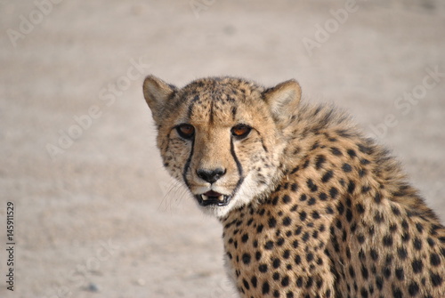 Gepard