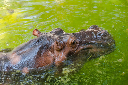 Hippopotamus stand on water for relax in summer