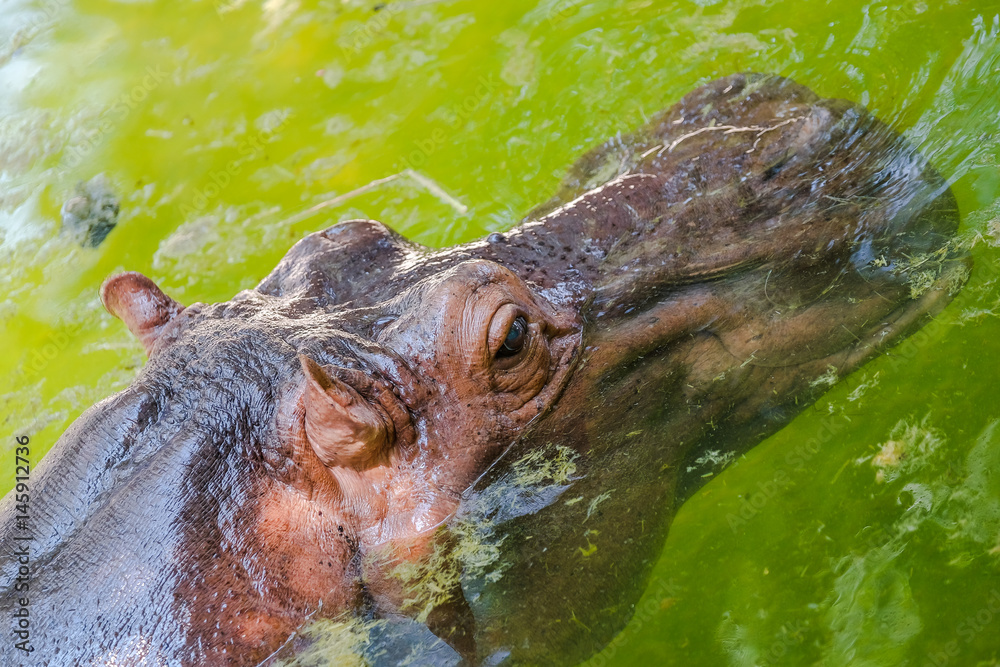 Obraz premium Hippopotamus stand on water for relax in summer