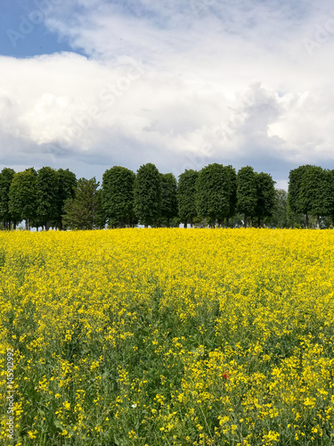 yellow flower field with green trees and sky background, vertical