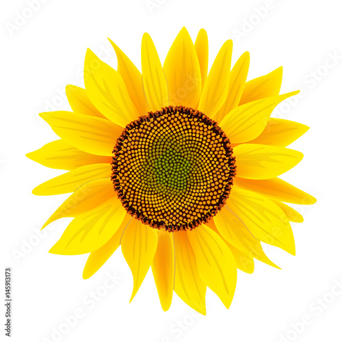 Fototapeta Naklejka Na Ścianę i Meble -  Sunflower flower or Helianthus isolated on white background