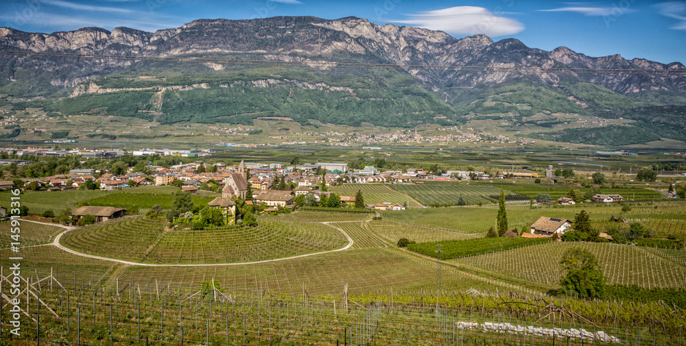 Characteristic circular vineyard in the South Tyrol, Egna, Bolzano, Italy on the wine road.