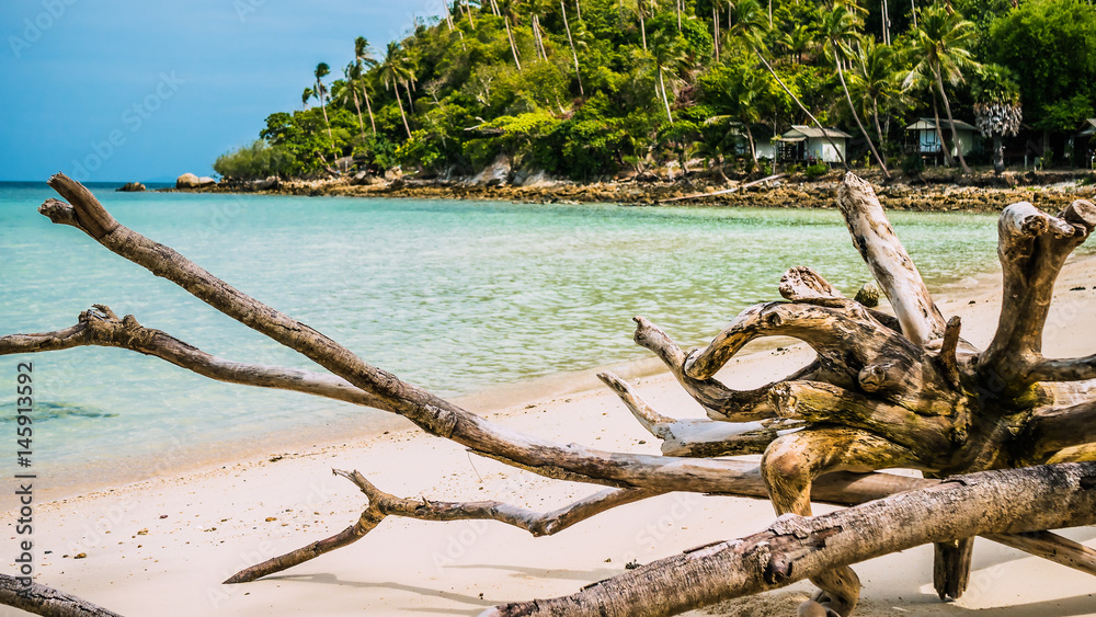 Dry root on Haad Salad Beach on Koh Phangan Island in Gulf of Thailand, Thailand