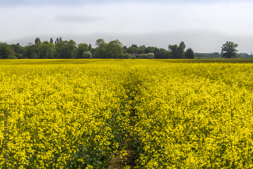 Obraz premium Rapeseed