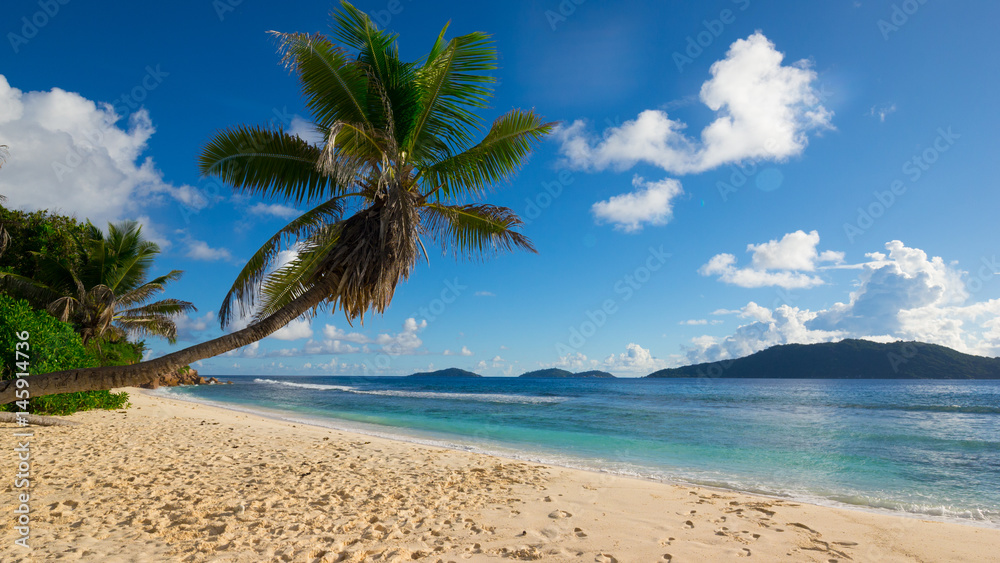 Palme über Strand an der Anse fourmis, La Digue, Seychellen