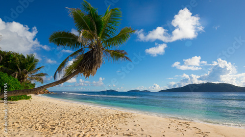 Palme über Strand an der Anse fourmis, La Digue, Seychellen