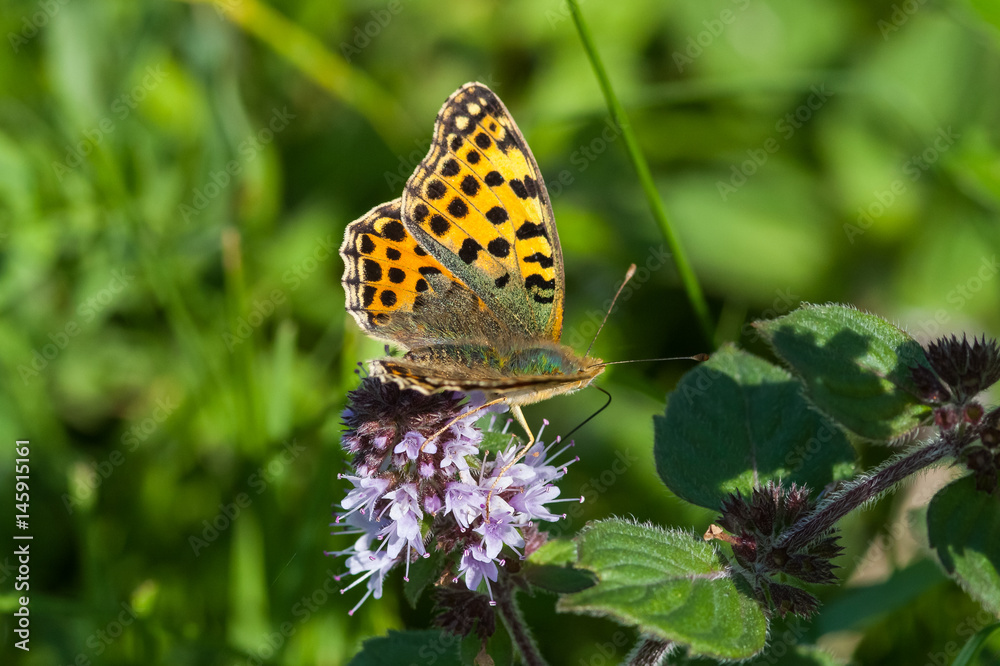 Obraz premium Kleiner Perlmuttfalter