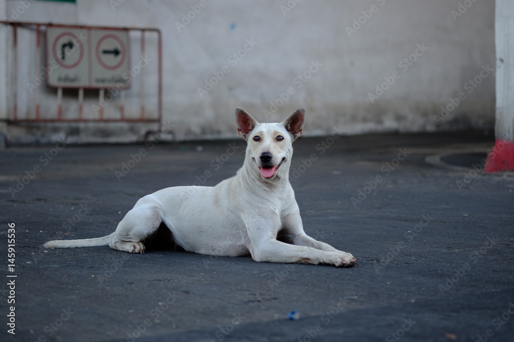 Thailand Dog Looking a Hope - (Selective focus)