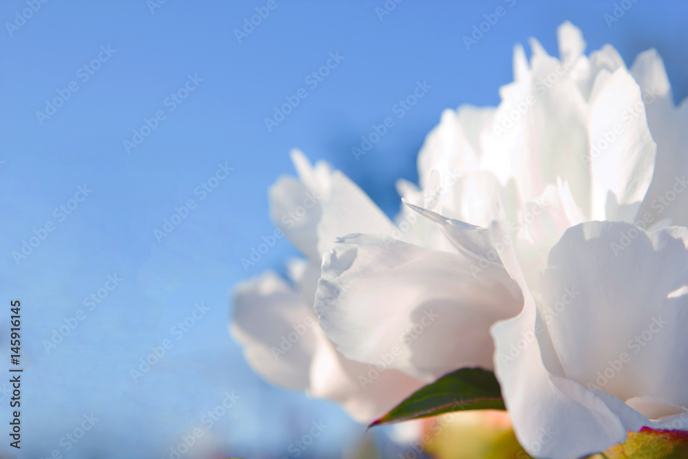 Close up white peony petals on the sky background