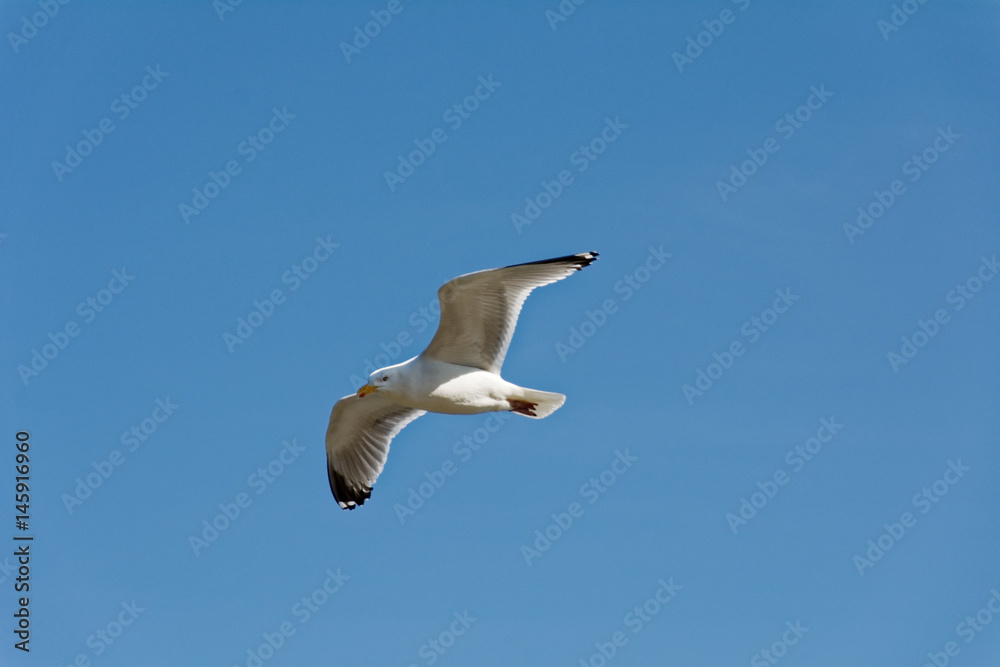Obraz premium Mouette...