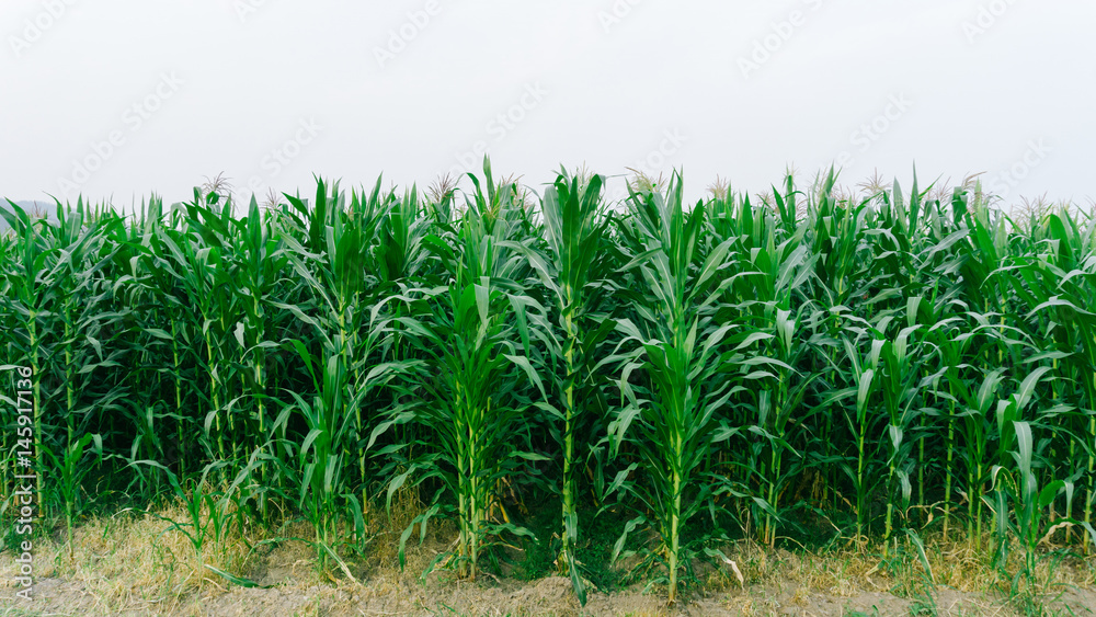 Corn green fields landscape outdoors background cornfields Corn green fields landscape outdoors background cornfields
