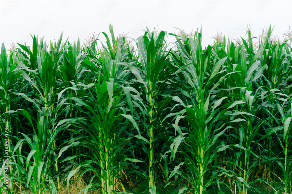 Corn green fields landscape outdoors background cornfields Corn green fields landscape outdoors background cornfields