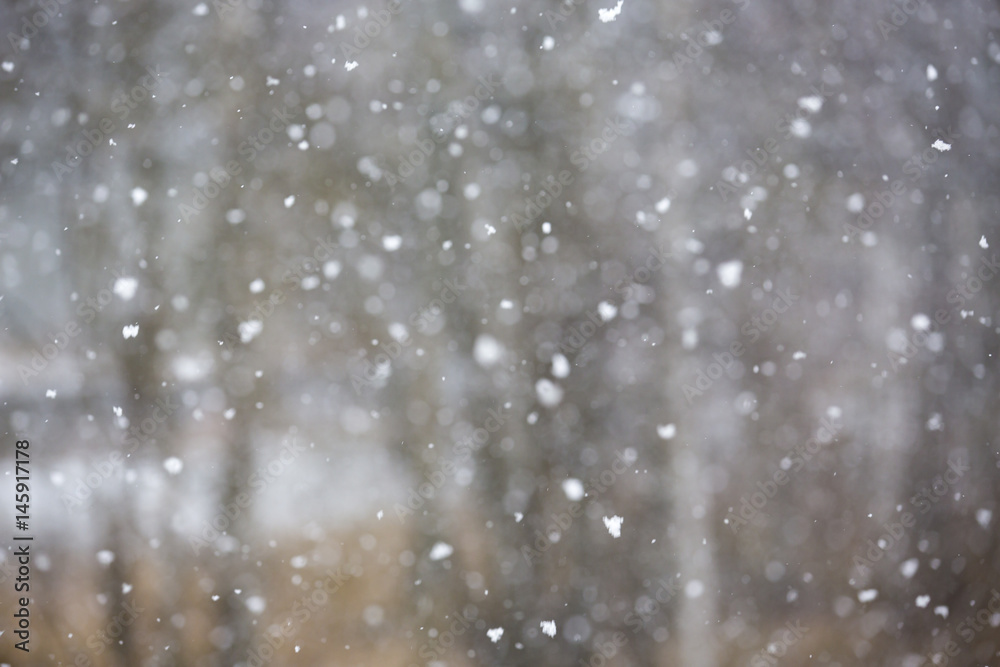 Heavy snow storm on a spring day. Snow blizzard. Forest out of focus in the background.