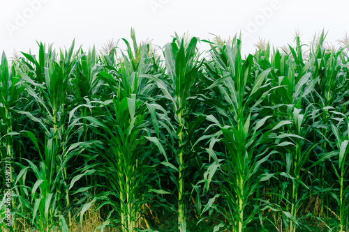Corn green fields landscape outdoors background cornfields