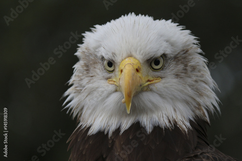 Close up of Bald Eagle with a piercing stare straight to camera