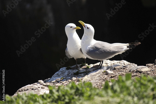 Bilde på lerret Two gulls share a yarn in the morning coastal sunshine