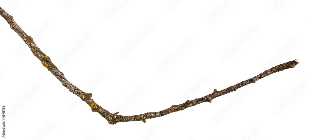 Dry fungal branch. Isolated on white background