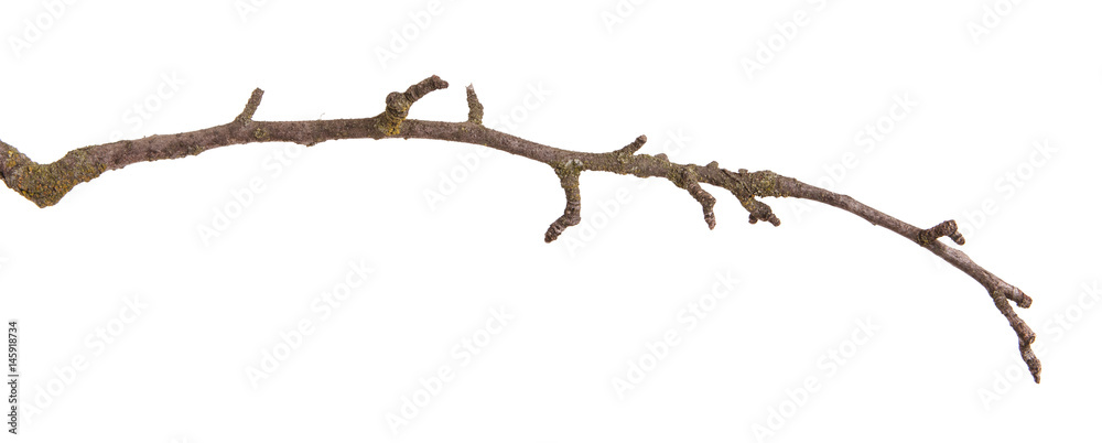 Fototapeta premium Dry fungal branch. Isolated on white background
