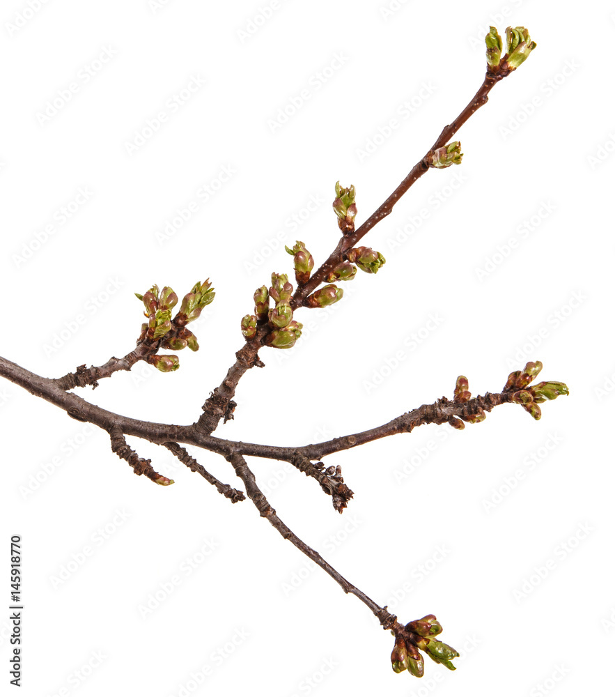 Branch of a cherry tree with young unblown kidneys. Isolated on white background Branch of a cherry tree with young unblown kidneys. Isolated on white background