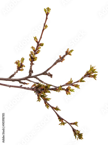 Branch of a cherry tree with young unblown kidneys. Isolated on white background