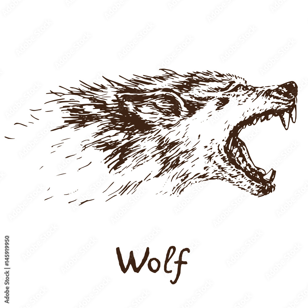 Fototapeta premium Gray Wolf (timber wolf or western wolf) howling face, open mouth with sharp canines, hand drawn doodle, sketch in pop art style, vector illustration