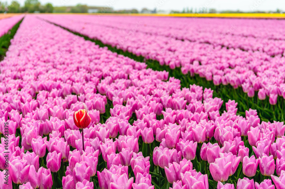One red-yellow tulip protrudes above the many pink flowering tulip flowers in a large field at a specialized Dutch bulb nursery.