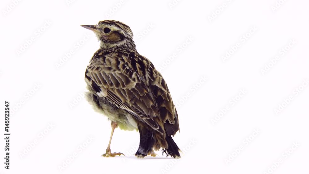 Wood Lark (Lullula arborea) isolated on a white background Wood Lark (Lullula arborea) isolated on a white background