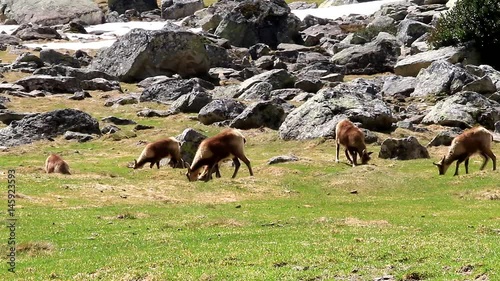Troupeau isard, isard des Pyrénées en plein repas