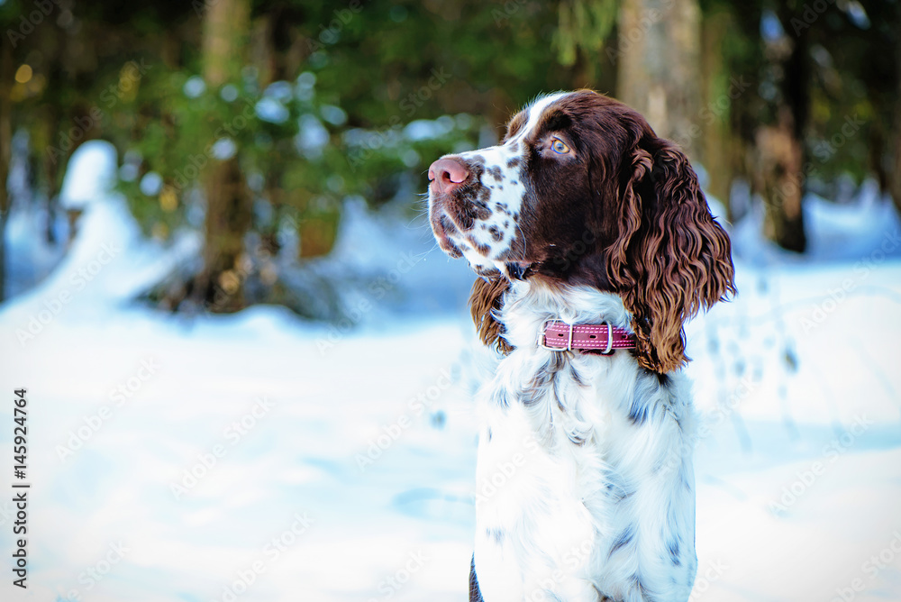Young springer spaniel in winter forest