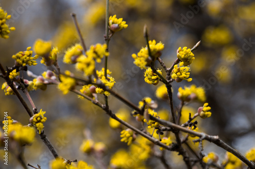 European cornel tree with yellow flowers close-up and beautiful blurred background
