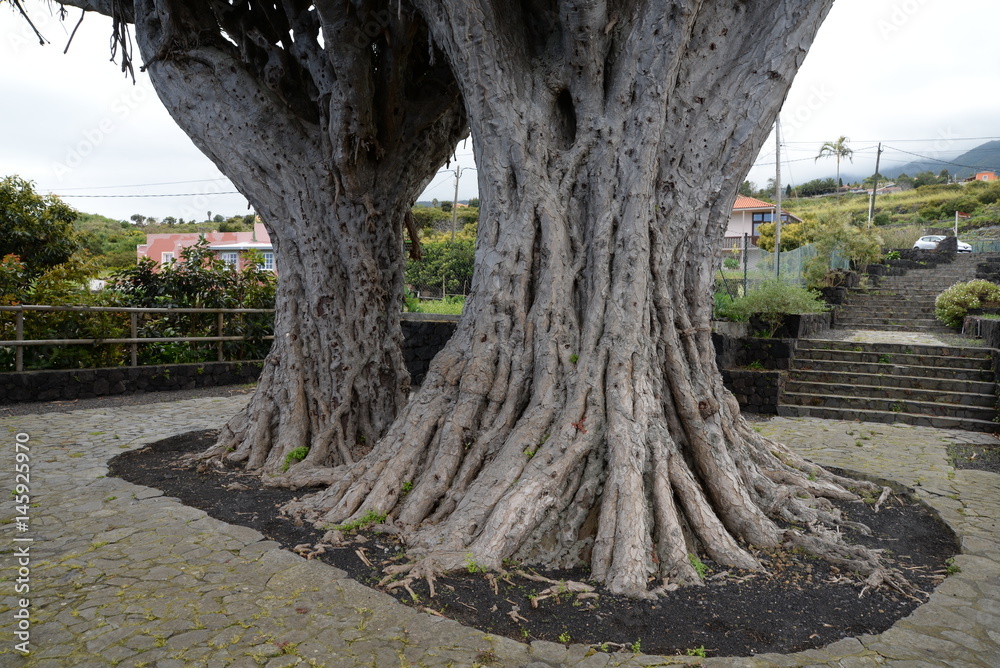 Obraz premium Drachenbaum auf La Palma