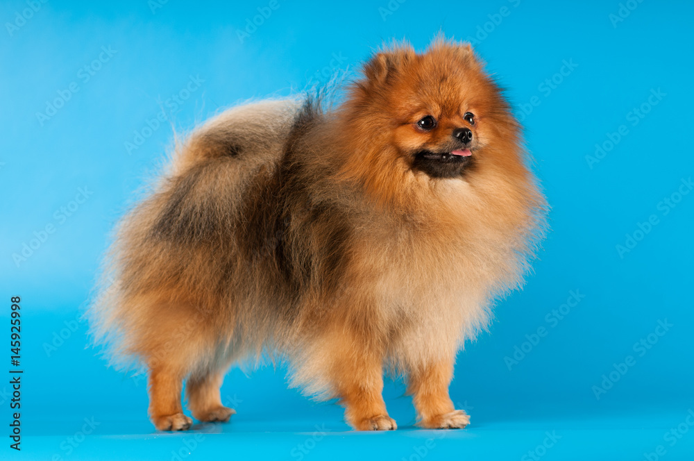 Pomeranian spitz portrait at studio Pomeranian spitz portrait at studio