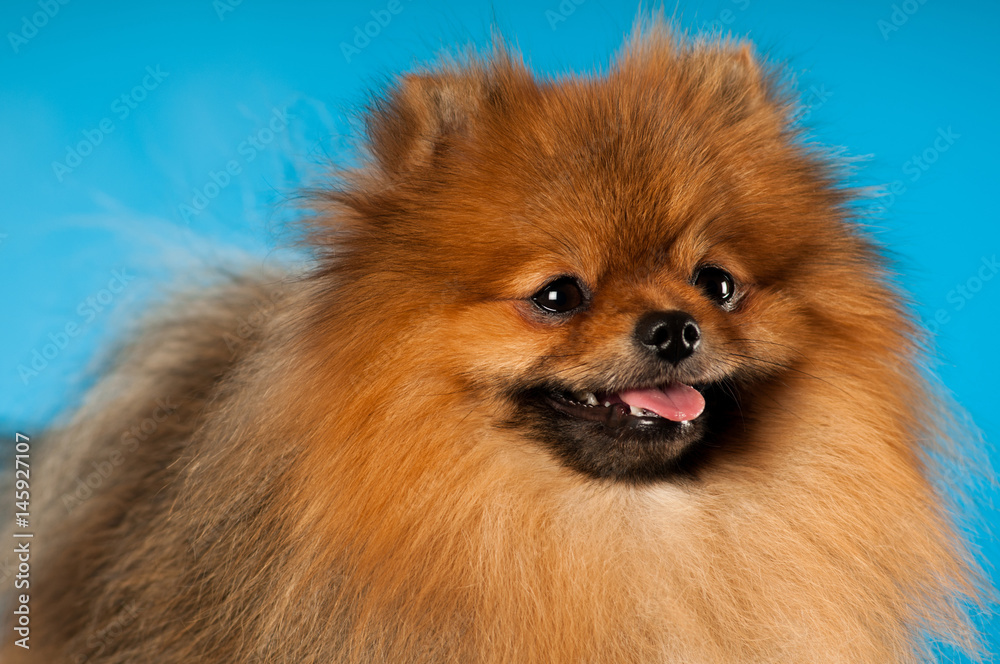 Pomeranian spitz portrait at studio Pomeranian spitz portrait at studio