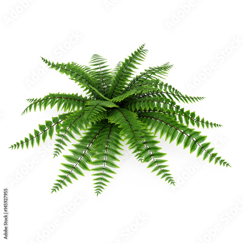 Green fern on white. 3D illustration