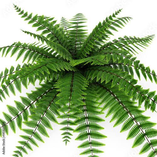 Green fern on white. 3D illustration