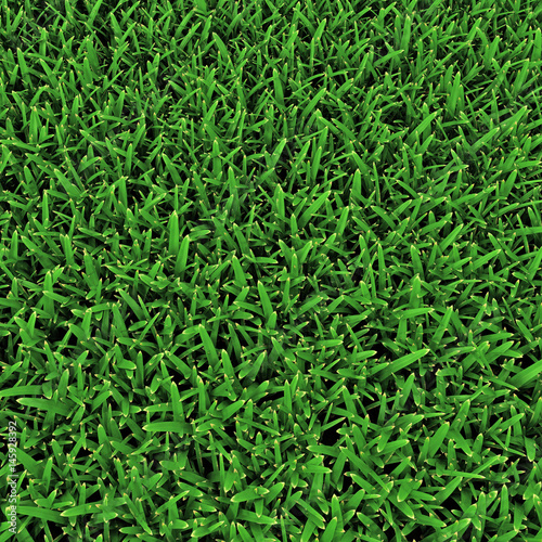 Saint Augustine Warm Season Grass on white. 3D illustration