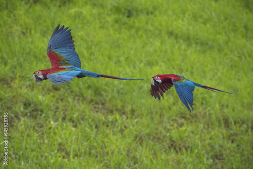 Red and green macaw flying 