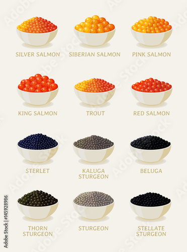 Set of red and black caviar. Sea food illustrations on white background