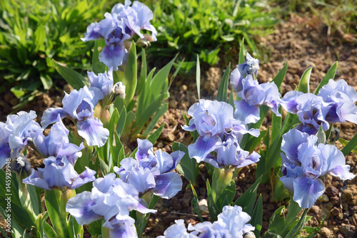 Fototapeta Naklejka Na Ścianę i Meble -  Iris germanica bleu pastel au printemps au jardin