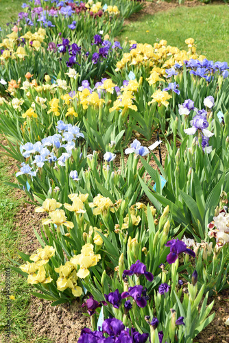Fototapeta Naklejka Na Ścianę i Meble -  Iris germanica multicolores au printemps au jardin