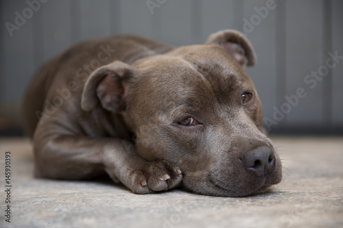 Blue Staffordshire Terrier sleepy eyes © Angie