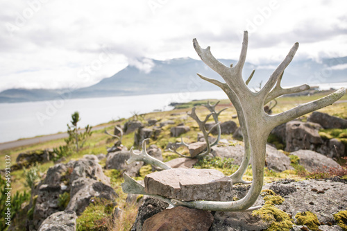 Deer skull and horns  Iceland.