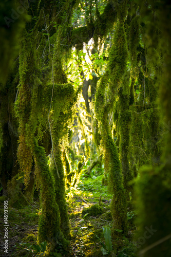 Boxwood mossy trees with sunlight