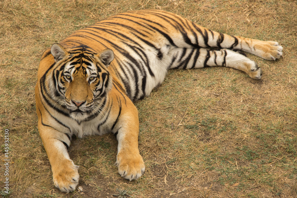 A large tiger lies and rests in the park on dried grass during the day A large tiger lies and rests in the park on dried grass during the day