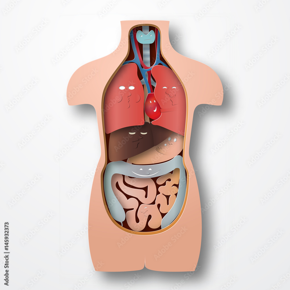 Medical health care human organs virtual body hi Vector Image