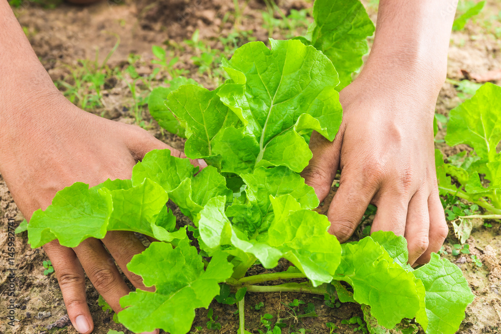 fresh lettuce in gardening, man's hands picking lettuce fresh lettuce in gardening, man's hands picking lettuce