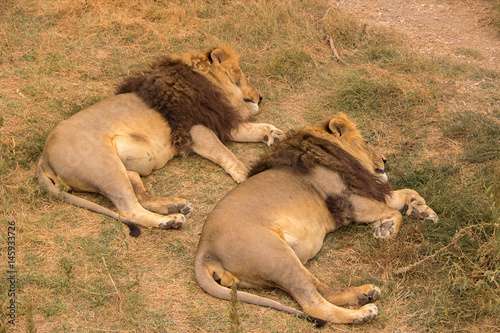 Two lions with a thick brown mane rest and sleep in the steppes