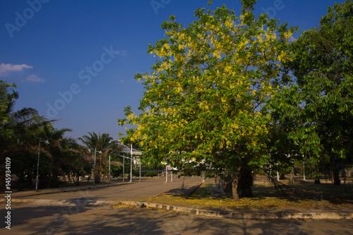 Golden shower tree on blooming