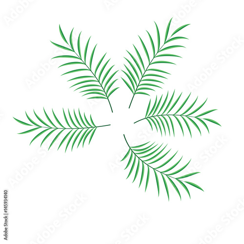 Palm leaf set vector isolated illustration