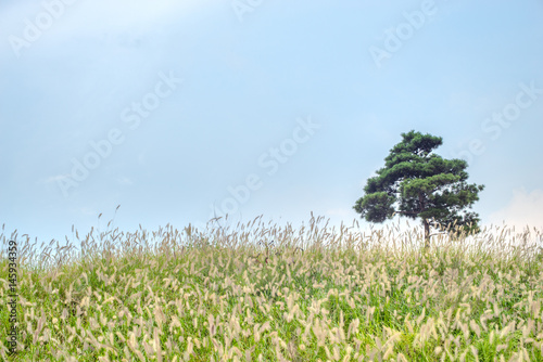 grass and blue sky